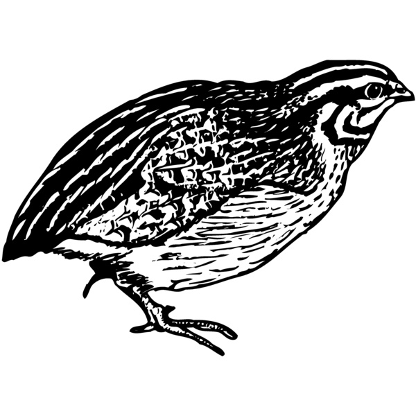 BIRD065 Thumbnail