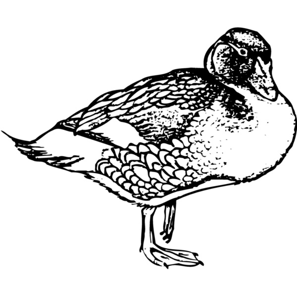 BIRD098 Thumbnail