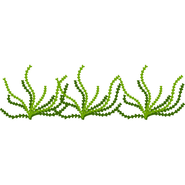 Sea Plant Thumbnail