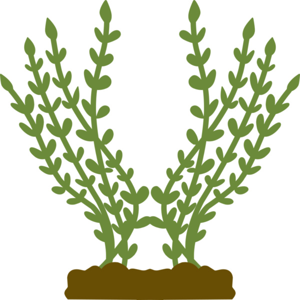 Plants 4 Thumbnail